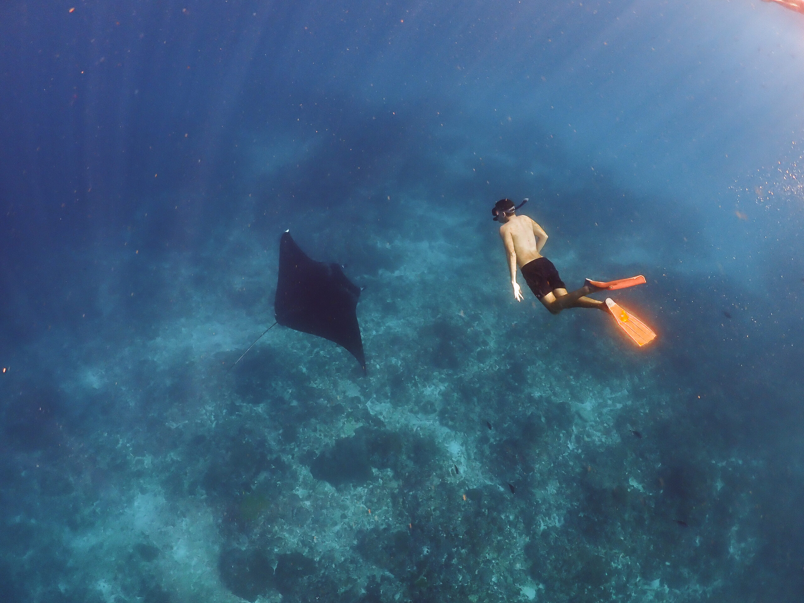 Chi sono foto 3 Immersione con mante