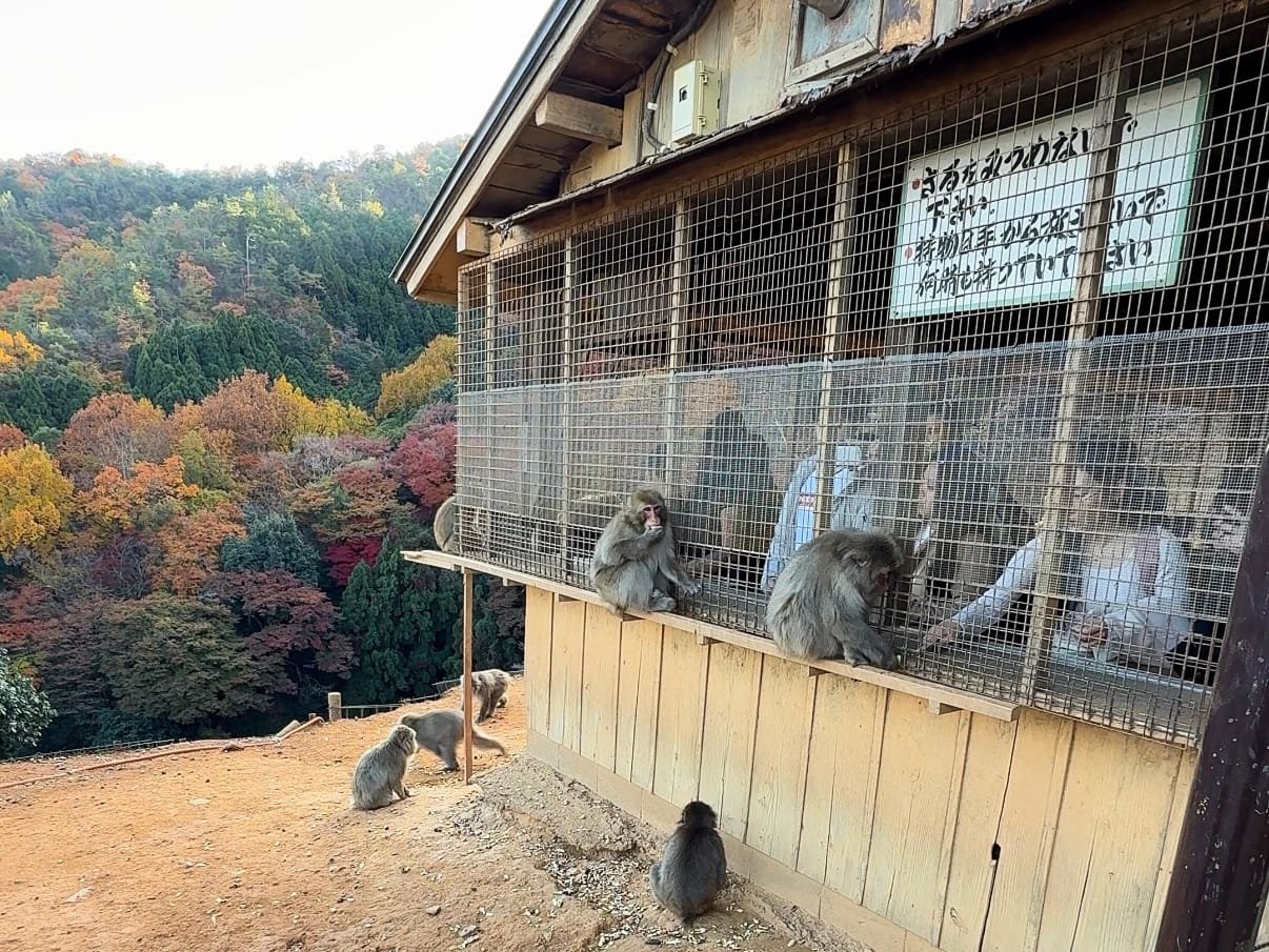 Foresta delle Scimmie watayama Gabbia