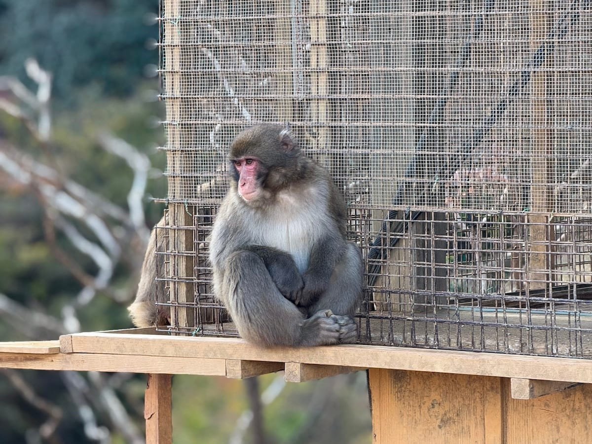Scimmia Iwatayama