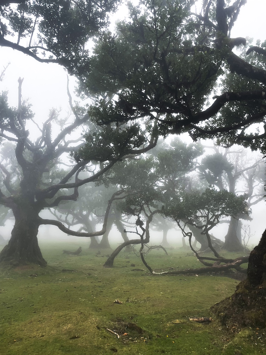 Fanal Nebbia Madeira