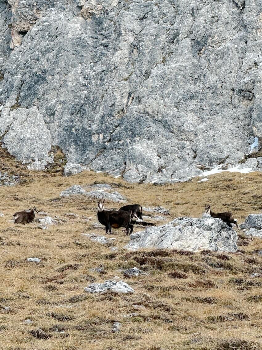 Capriolo a Passo Giau
