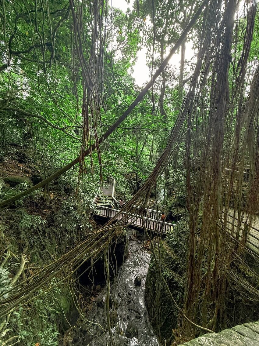 Giungla Monkey Forest Ubud