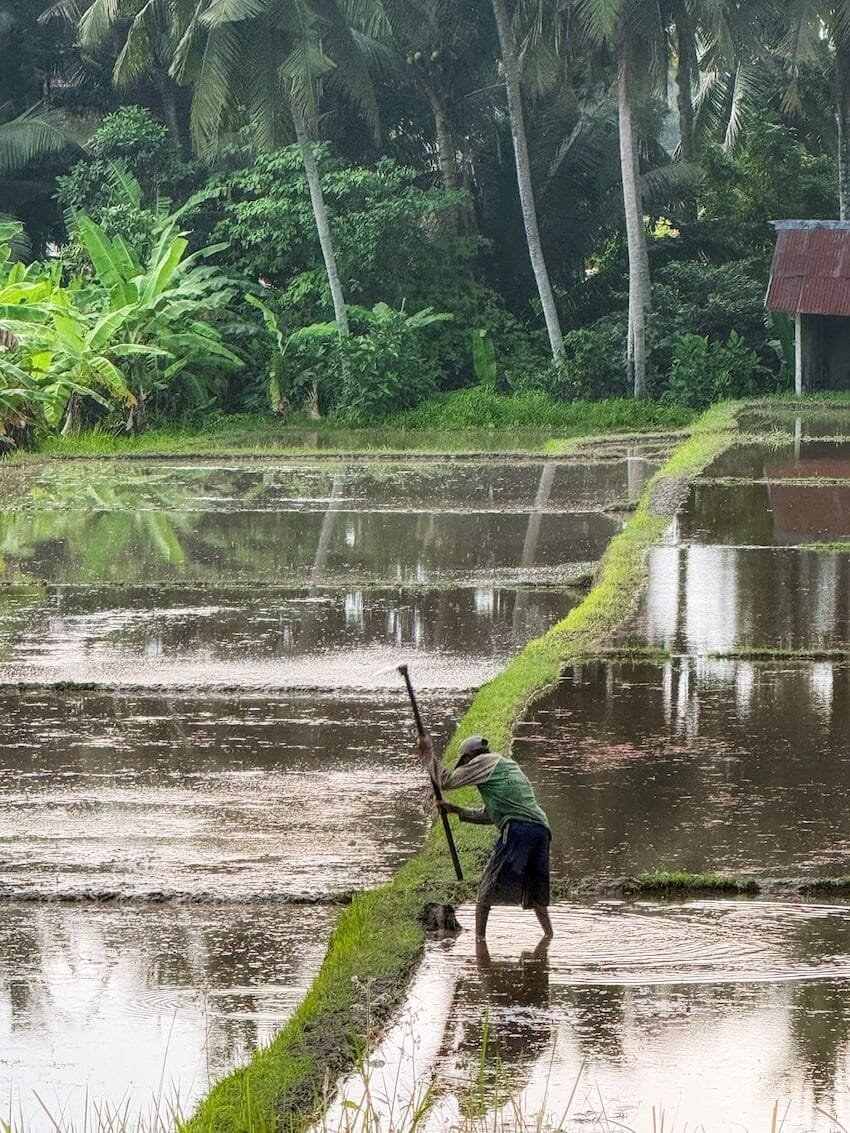Lavoratore Risaie Sweet Orange Walk Trail Ubud