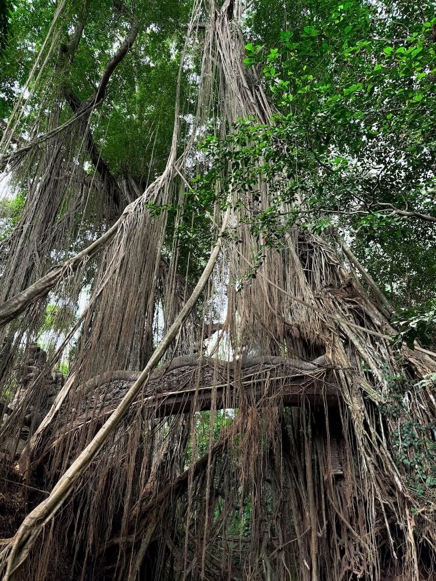 Ponte e Liane Monkey Forest Ubud