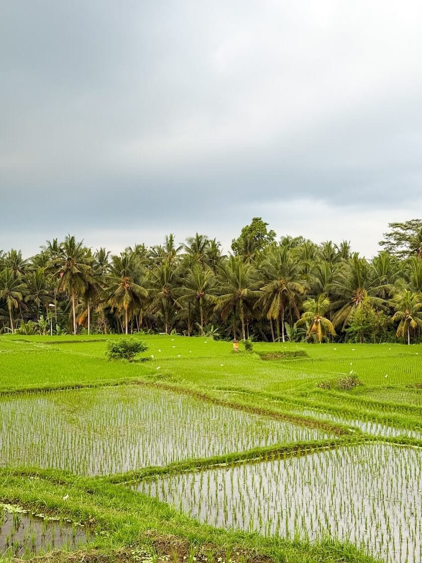 Risaie Sweet Orange Walk Trail Ubud