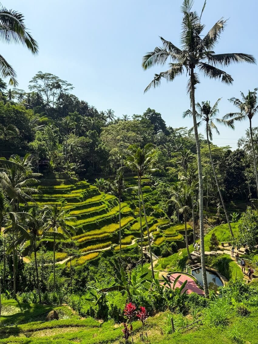 Risaie terrazzate di Tagallalang Ubud