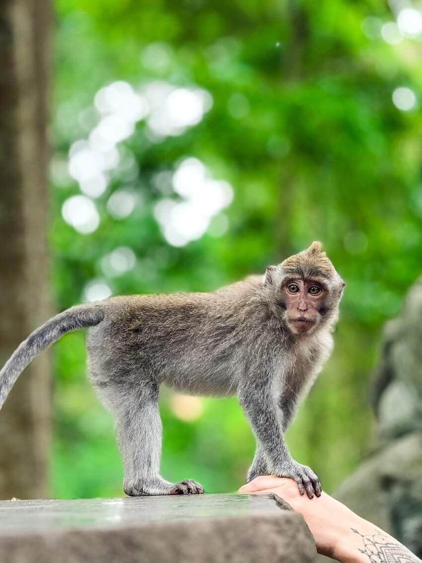 Scimmia Monkey Forest Ubud