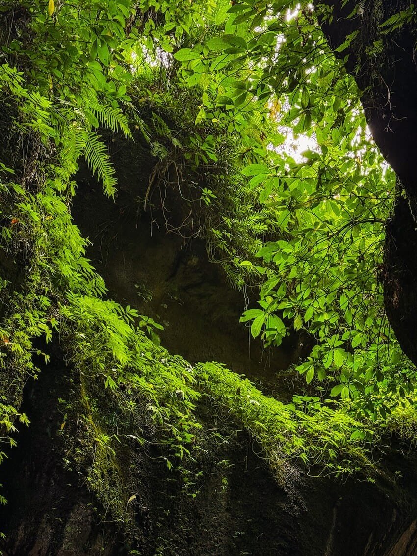 Vegetazione Tukad Cepung Waterfall Bali