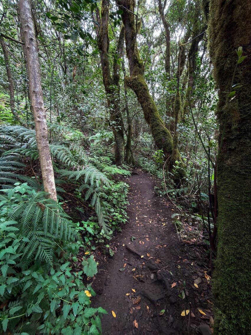 Alberi Felci Bosque Encantado Tenerife