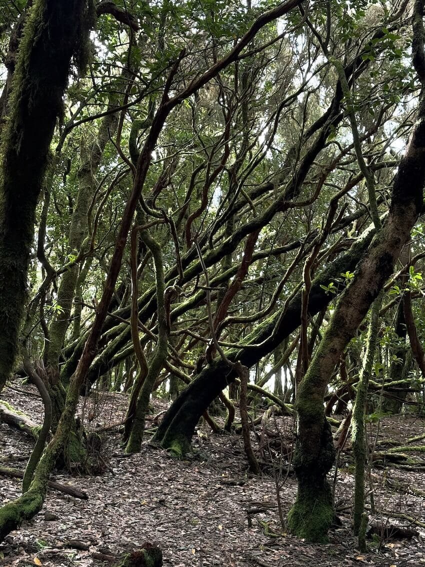 Alberi Foresta Laurisilva Tenerife