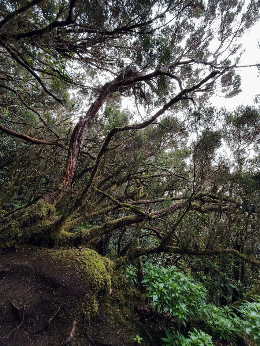 Alberi Magici Bosque Encantado Trekking Imperdibili Tenerife
