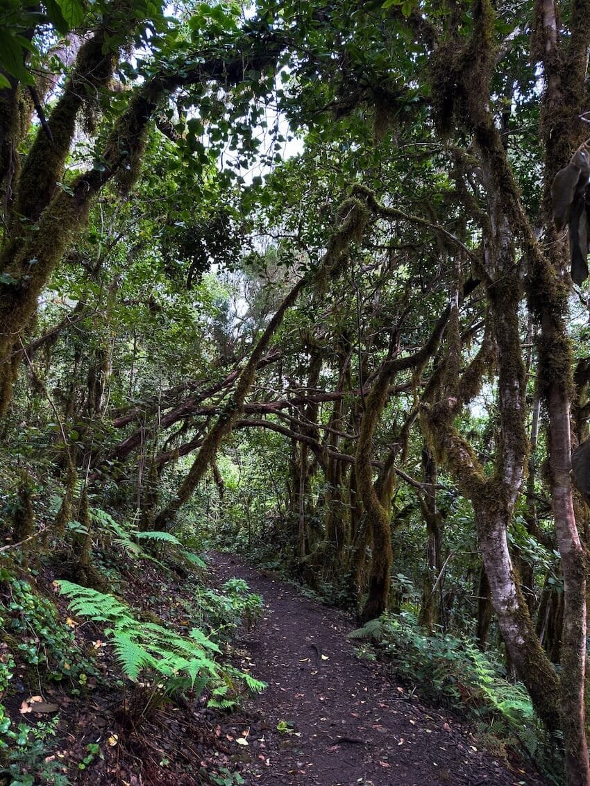 Alberi Magici Discesa Bosque Encantado Tenerife