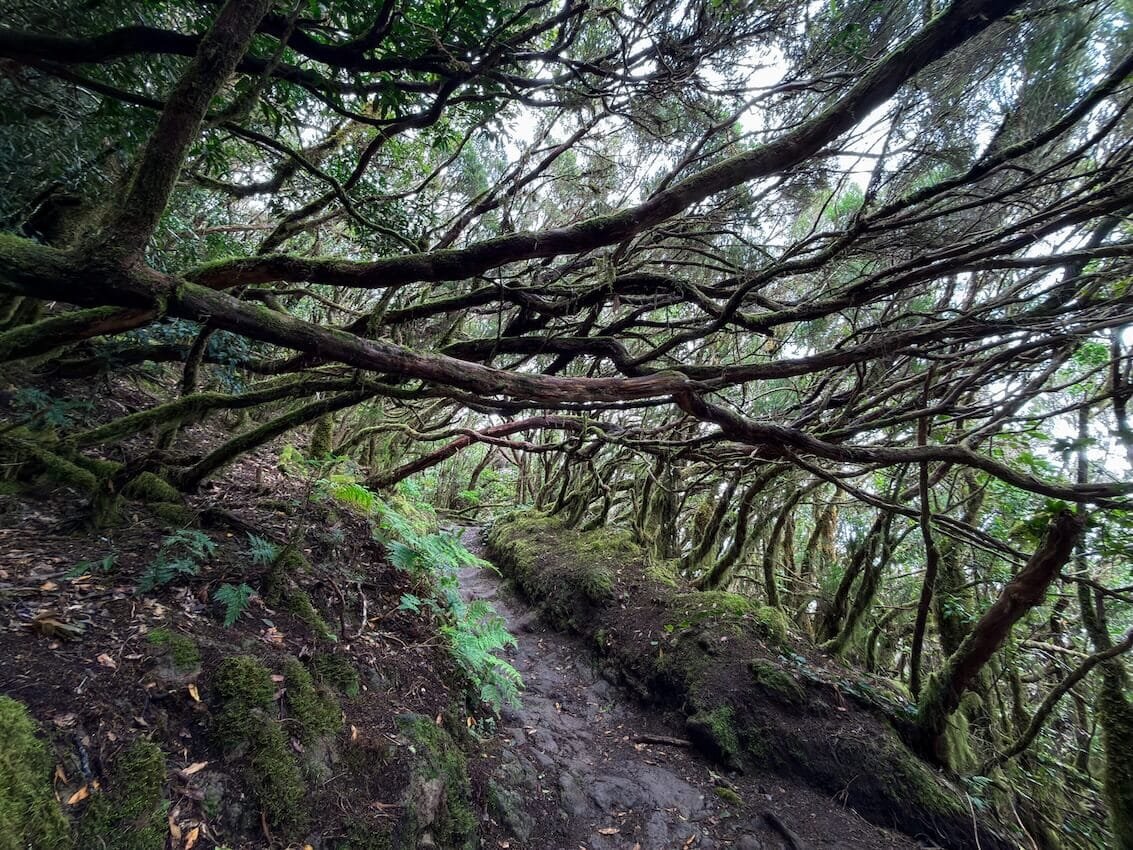 Alberi Magici Orizzontali Alberi Magici Copertina Bosque Encantado Tenerife