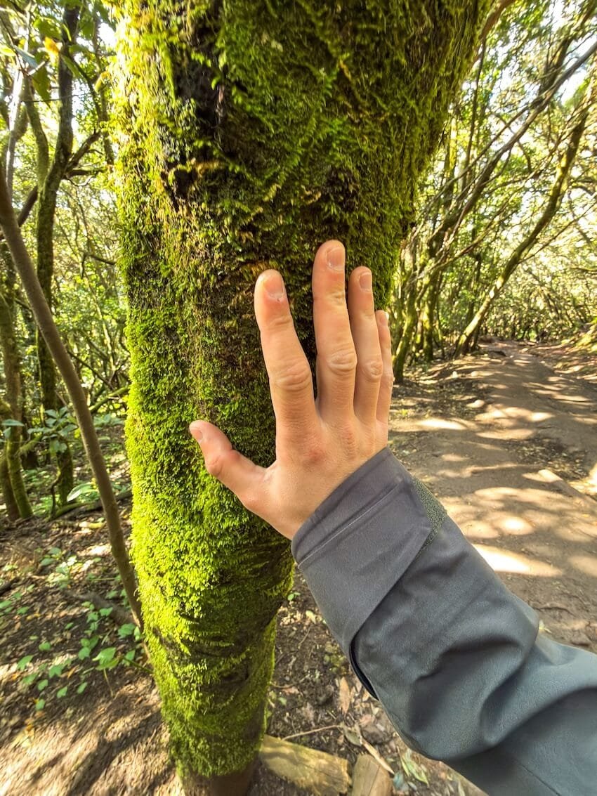 Albero con Muschio Sendero de los Sentidos Trekking Imperdibili Tenerife