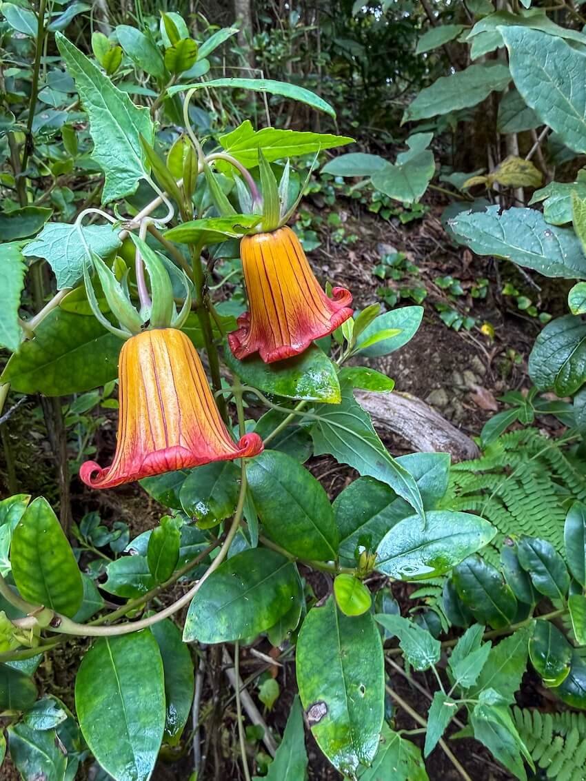 Canarina Canariensis Sentiero Bosque Encantado Tenerife