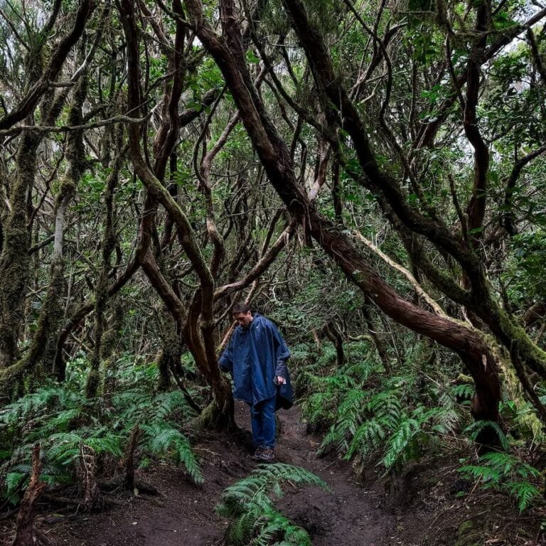 Copertina Bosque Encantado Tenerife