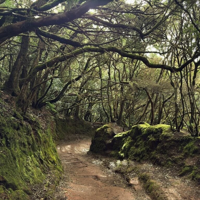 Copertina Escursione Sendero de los Sentidos Tenerife