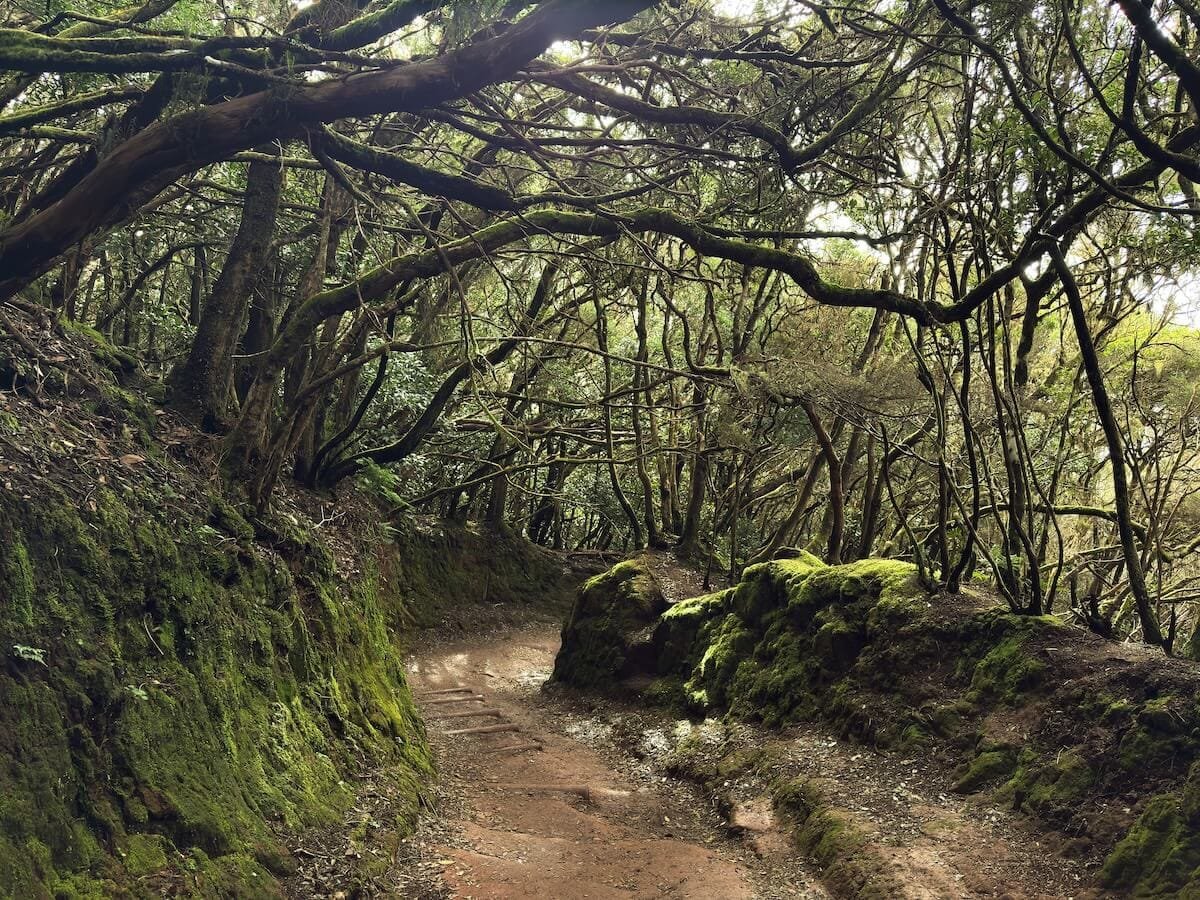 Copertina Escursione Sendero de los Sentidos Tenerife