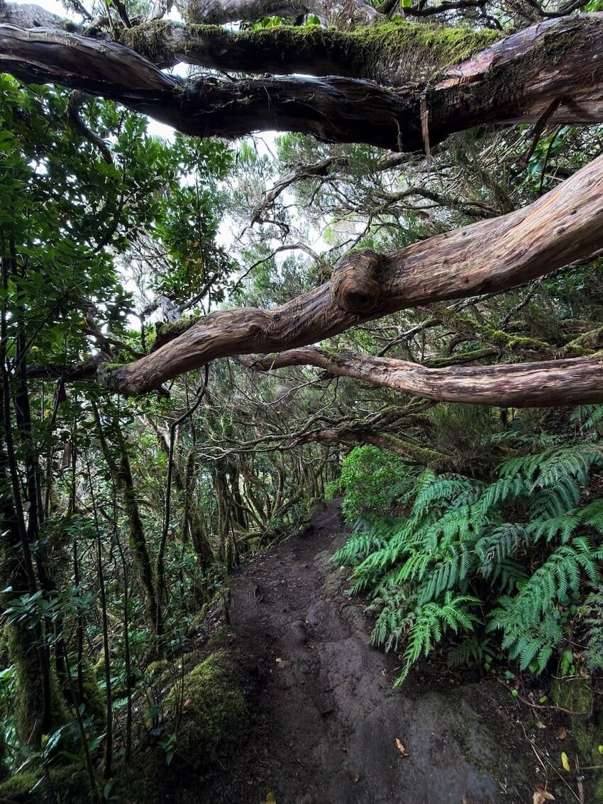 Dettagli Percorso Sentiero Bosque Encantado Tenerife