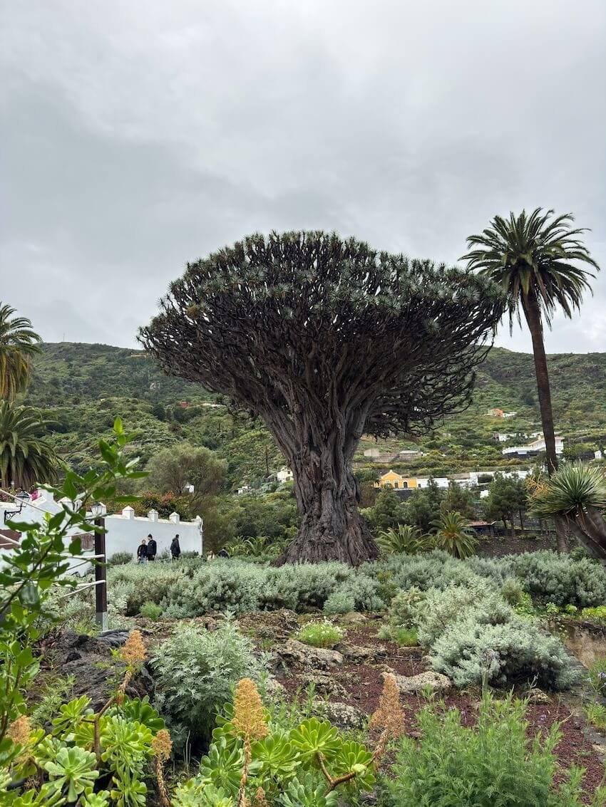 Drago Millenario Itineraio 7 Giorni Tenerife