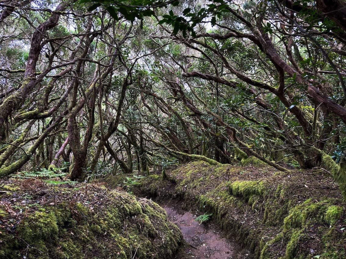 Fine Sentiero Ritorno Bosque Encantado Tenerife