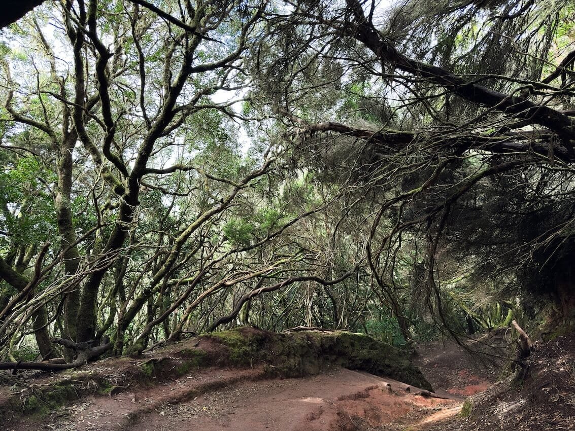 Foresta e Sendero de los Sentidos Tenerife