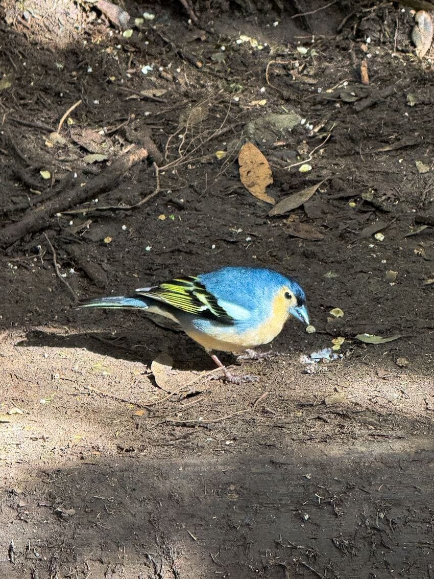 Fringuello Canario Sendero de los Sentidos Tenerife