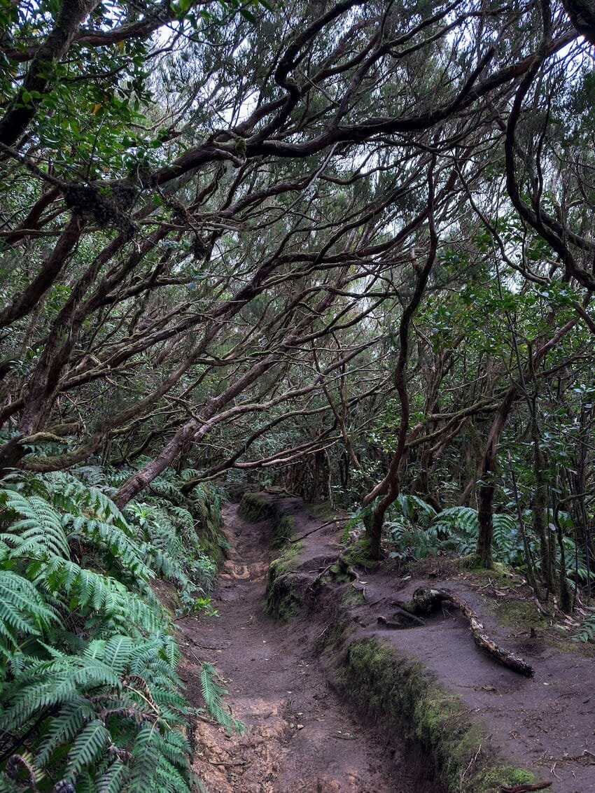 Inizio Sentiero Bosque Encantado Tenerife