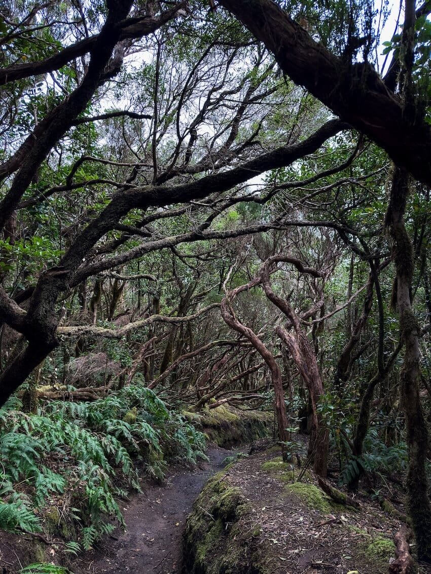 Inizio Sentiero Discesa Bosque Encantado Tenerife