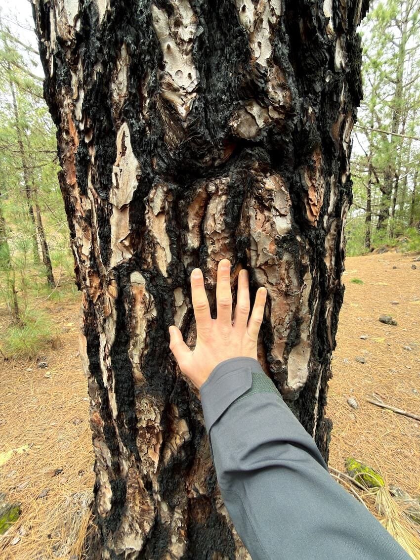 Mano su Corteccia Bruciata Vulcano Chinyero Tenerife
