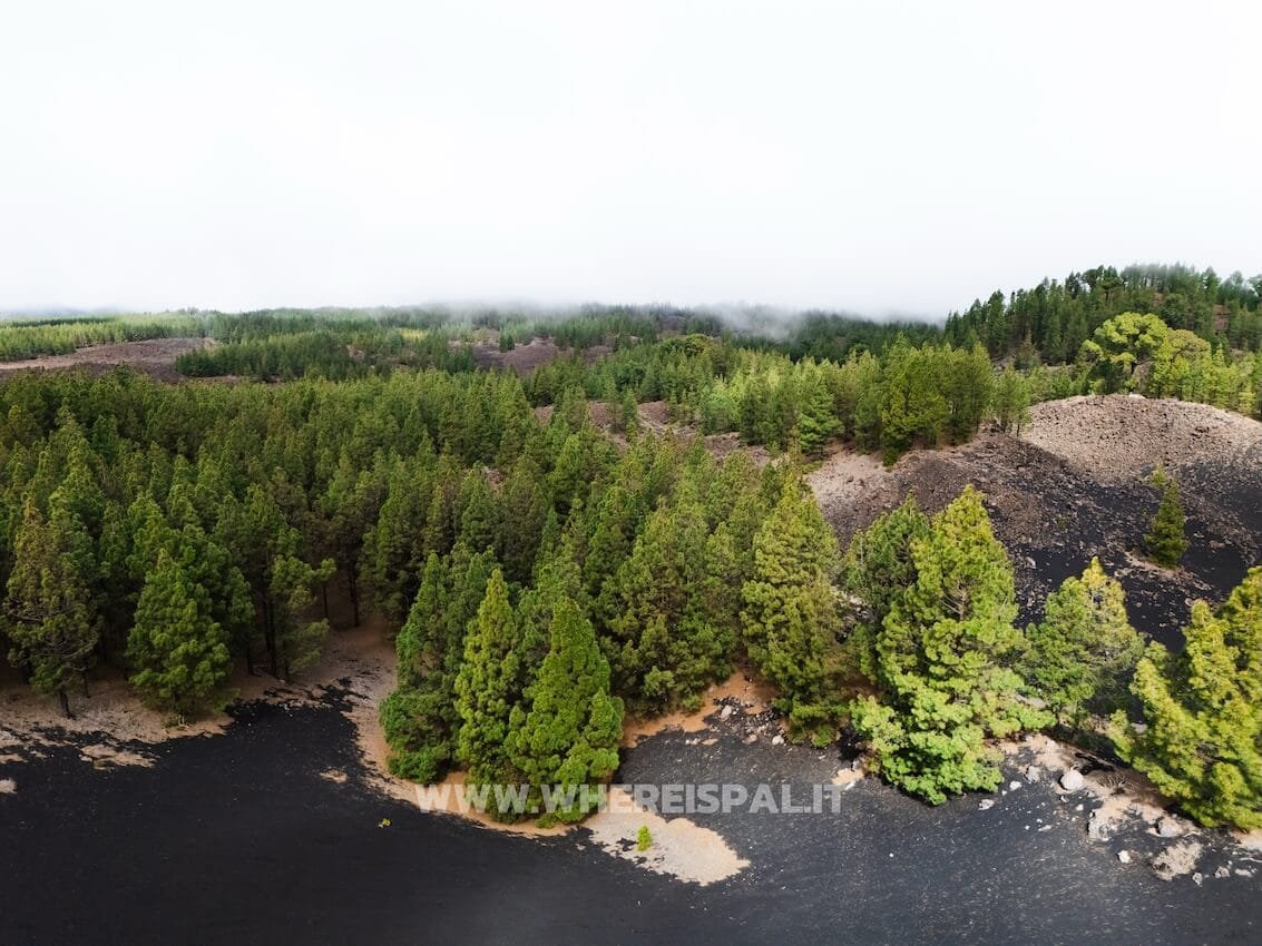 Paesaggio Pini Canari Vulcano Chinyero Trekking Imperdibili Tenerife Drone View
