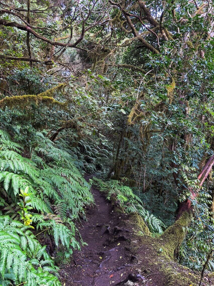 Parte Discesa Finale Sentiero Bosque Encantado Tenerife