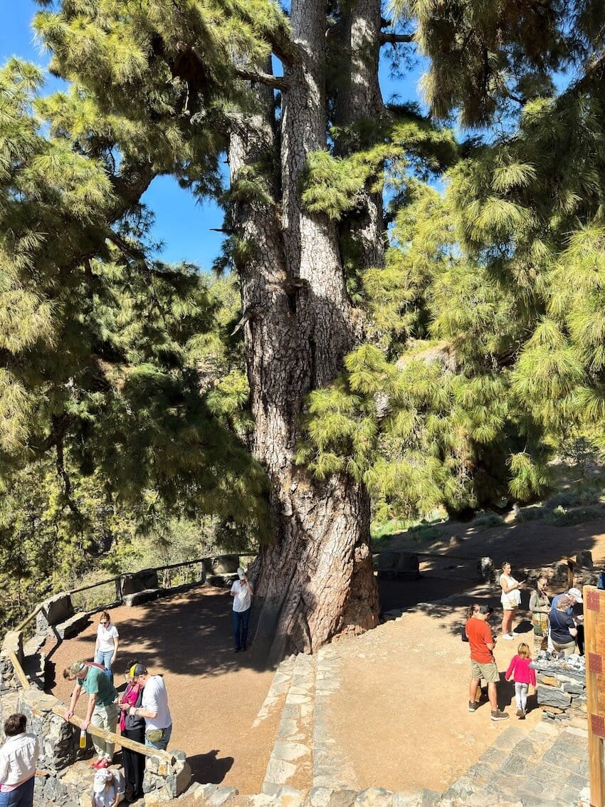 Pino Gordo Itinerario 7 Giorni Tenerife