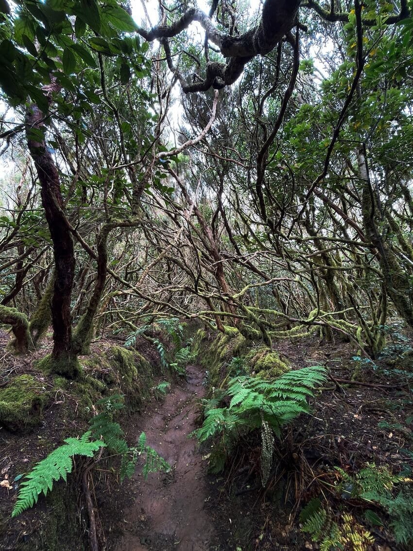 Salita Sentiero Ritorno Bosque Encantado Tenerife
