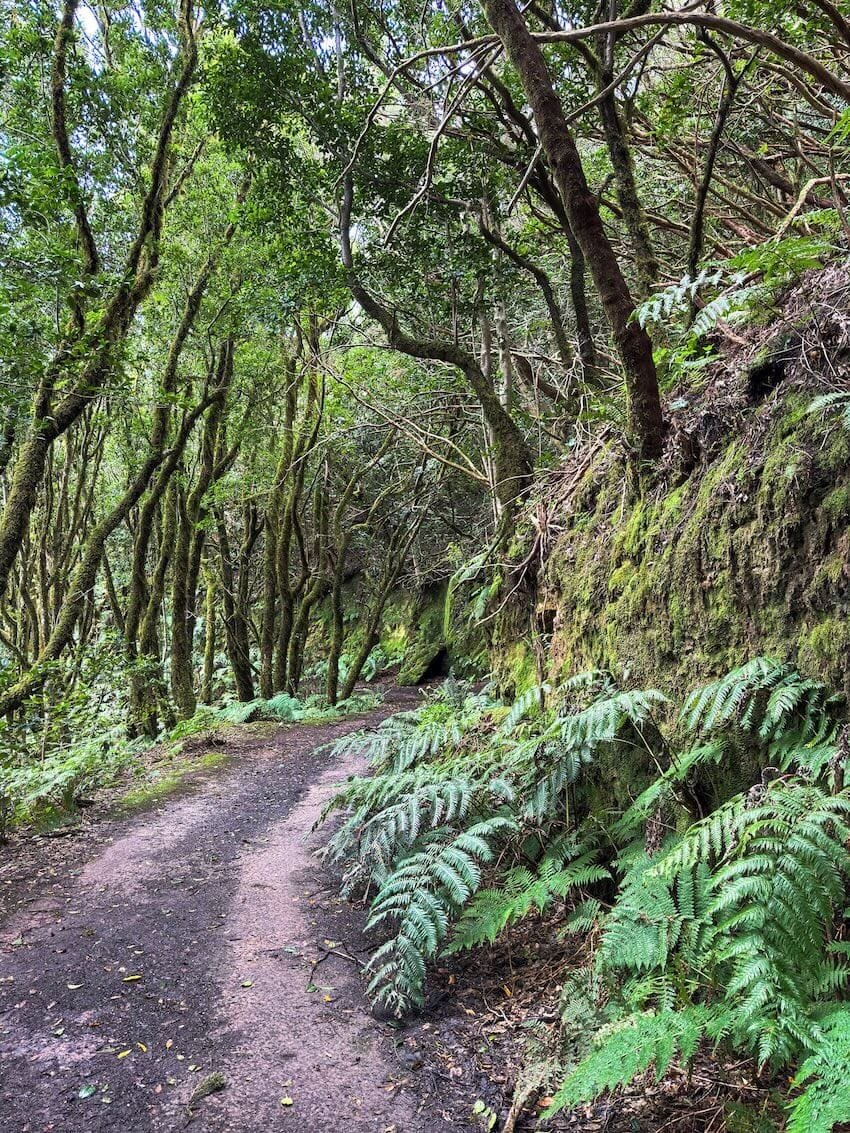 Sentiero Ritorno Bosque Encantado Tenerife