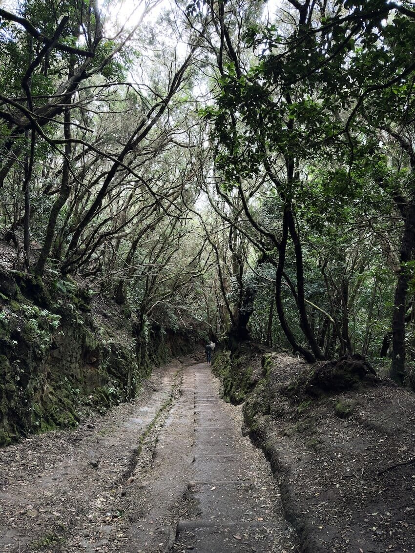 Ultimi Gradini Sendero de los Sentidos Trekking Imperdibili Tenerife