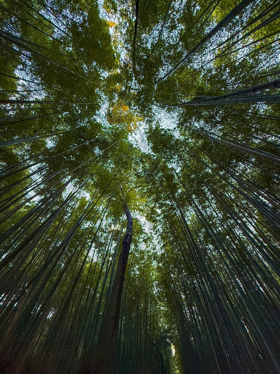 Foresta di Bambù di Arashiyama Foresta di Bambù di Arashiyama