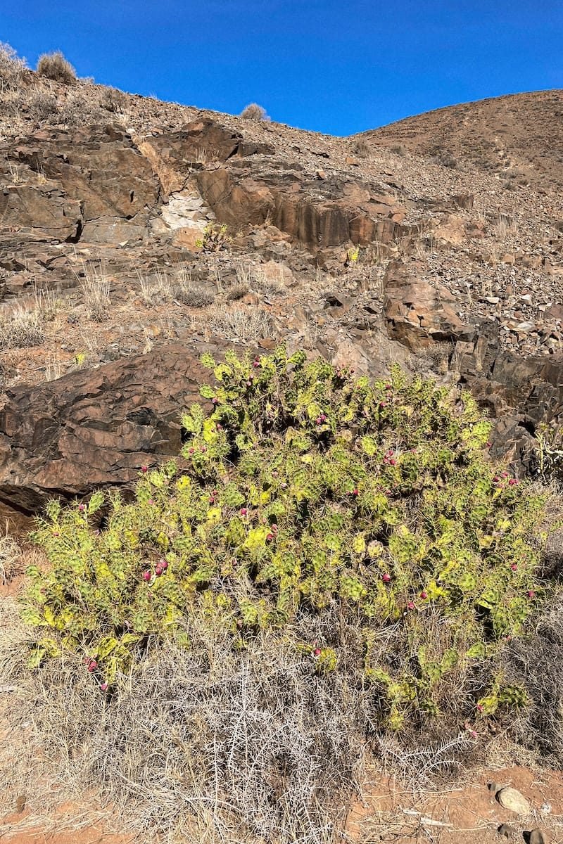 Cactus Barranco del las Peñitas