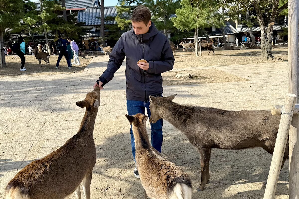 Cerbiatti di Nara Cerbiatti di Nara