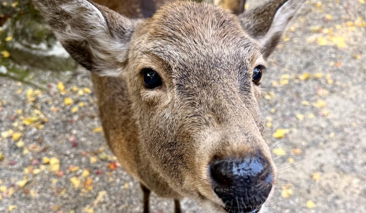 Cervo Nara Coopertina