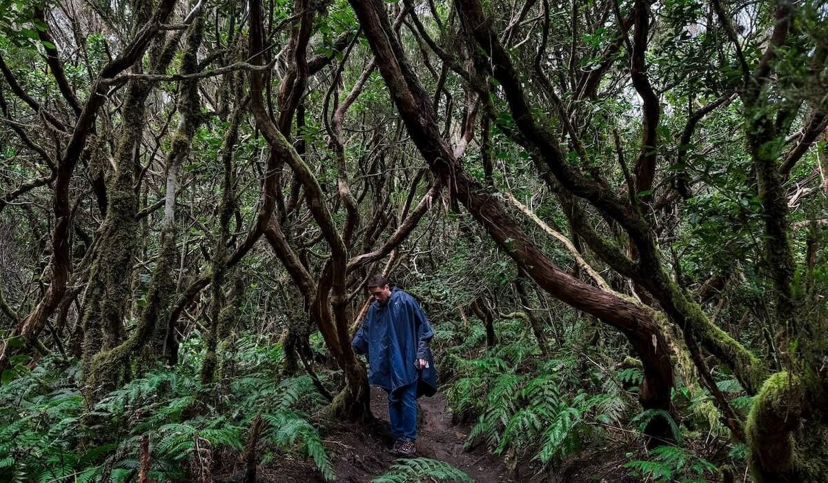 Copertina Bosque Encantado Tenerife