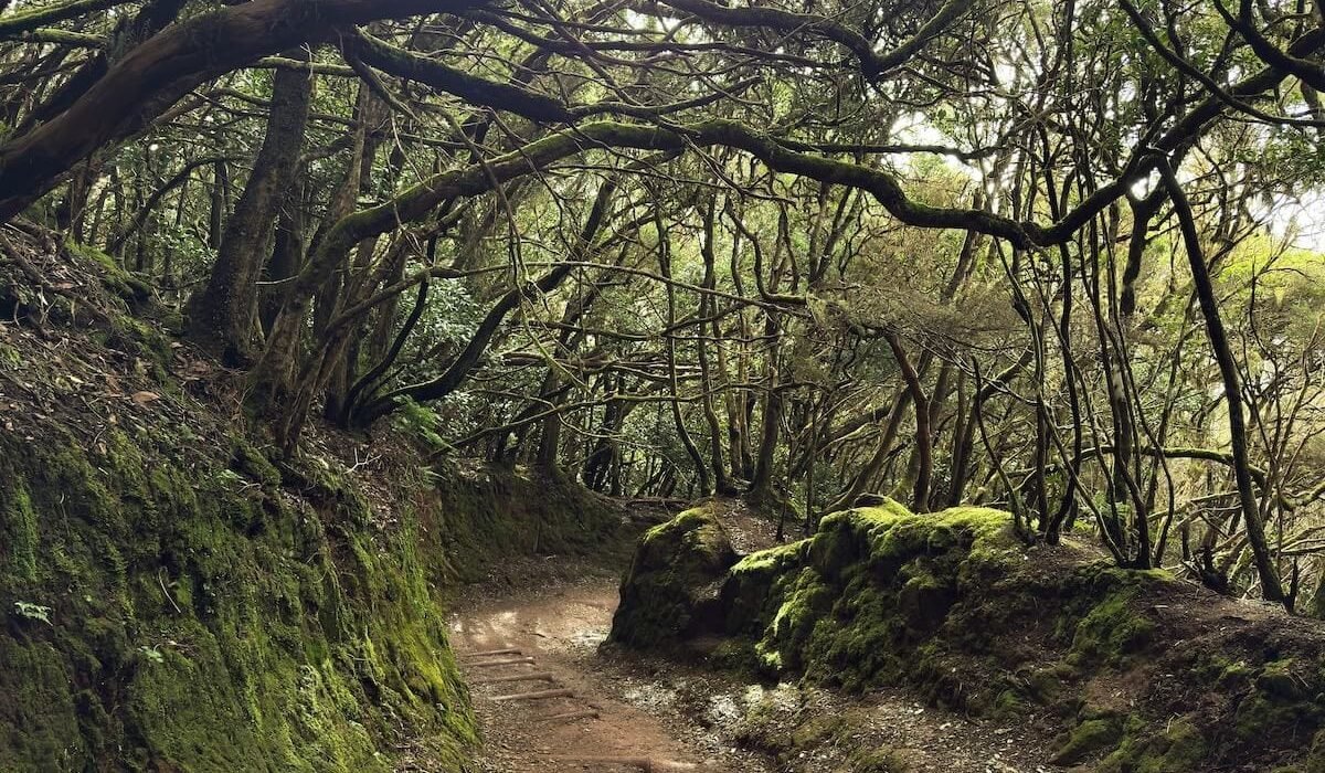 Copertina Escursione Sendero de los Sentidos Tenerife