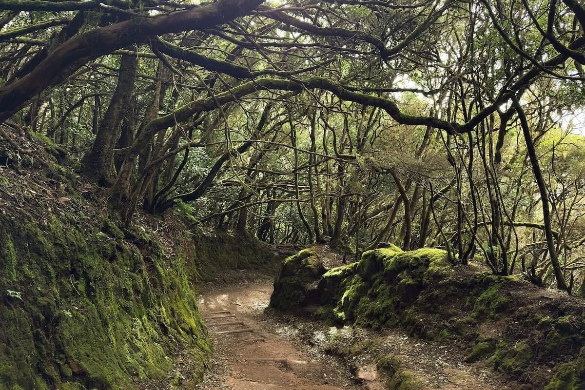 Copertina Escursione Sendero de los Sentidos Tenerife